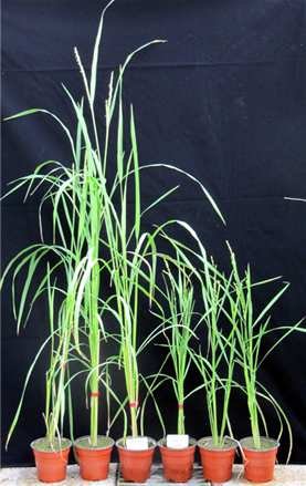 그림 2. 왼쪽; 부도(Oryza sativa cv. PG56), 오른쪽; 동진벼(Oryza sativa cv. Dongjin)