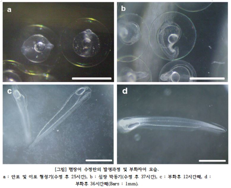 뱀장어 수정란의 발생과정 및 부화자어 모습