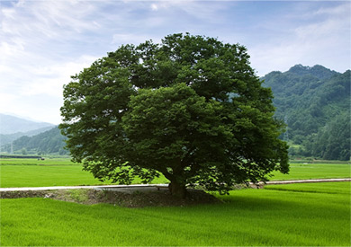 군산대학교 교목 느티나무