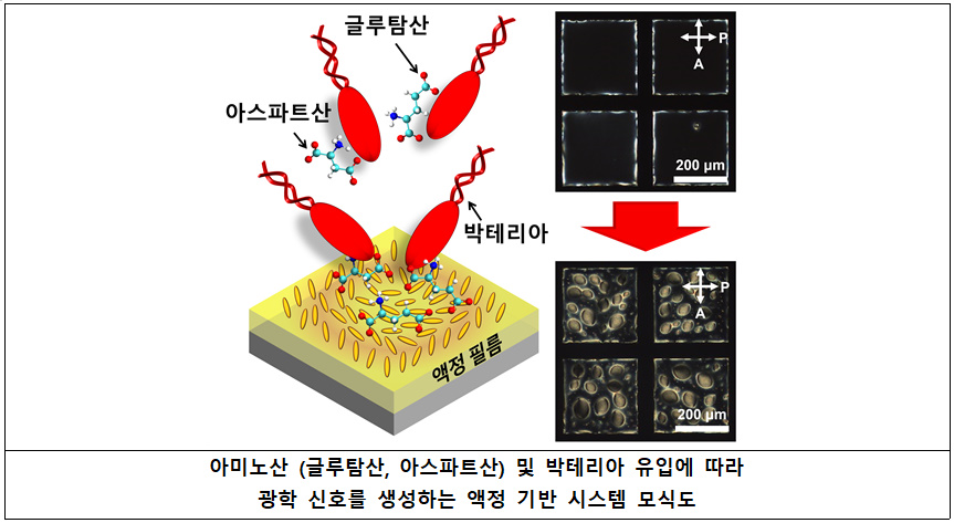 아미노산 및 박테리아 부산물의 독특한 계면 동역학과 액정과의 상호작용 메커니즘 규명으로 생체분자의 움직임을 확인