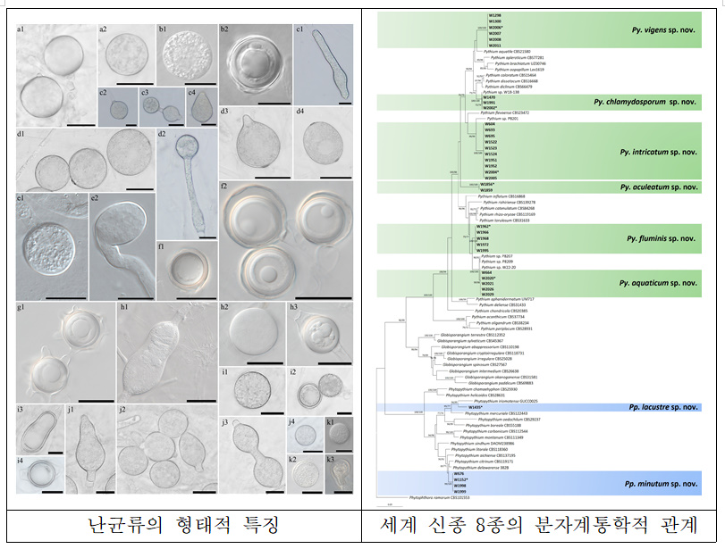 국립군산대 연구진, 담수 난균류 다양성·분류·생태 연구로 세계적 권위 학술지 게재