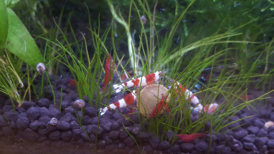 약리독성학실험실_사육개체들 이미지(2)