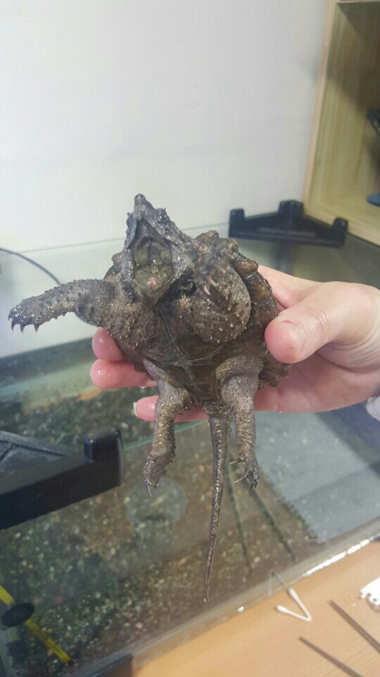 약리독성학실험실_사육개체들 이미지(3)