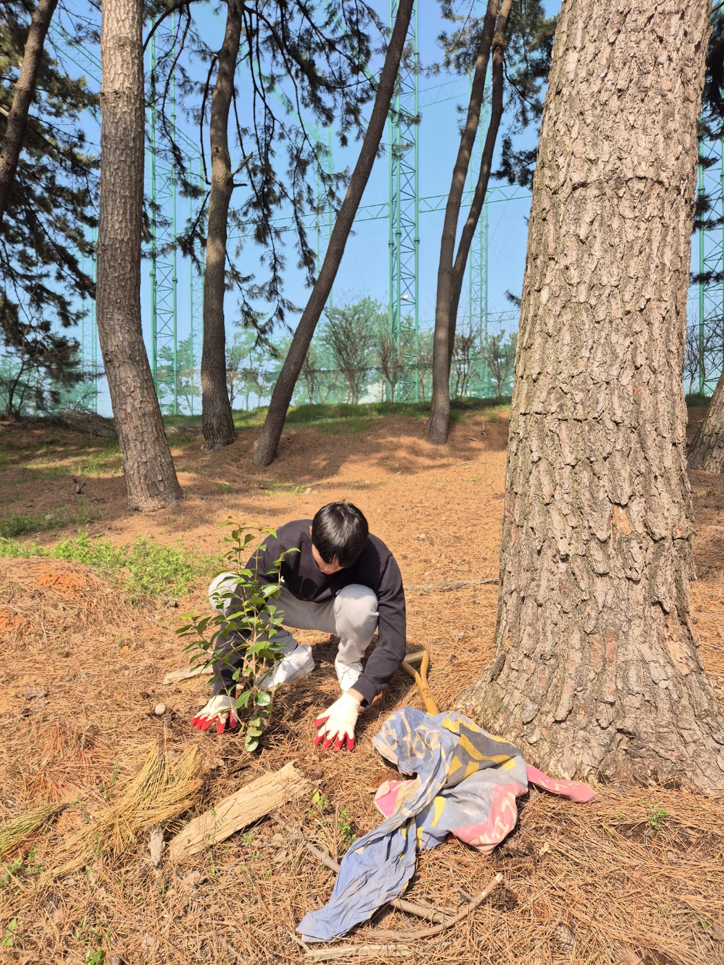 나무를 심고있는 학생