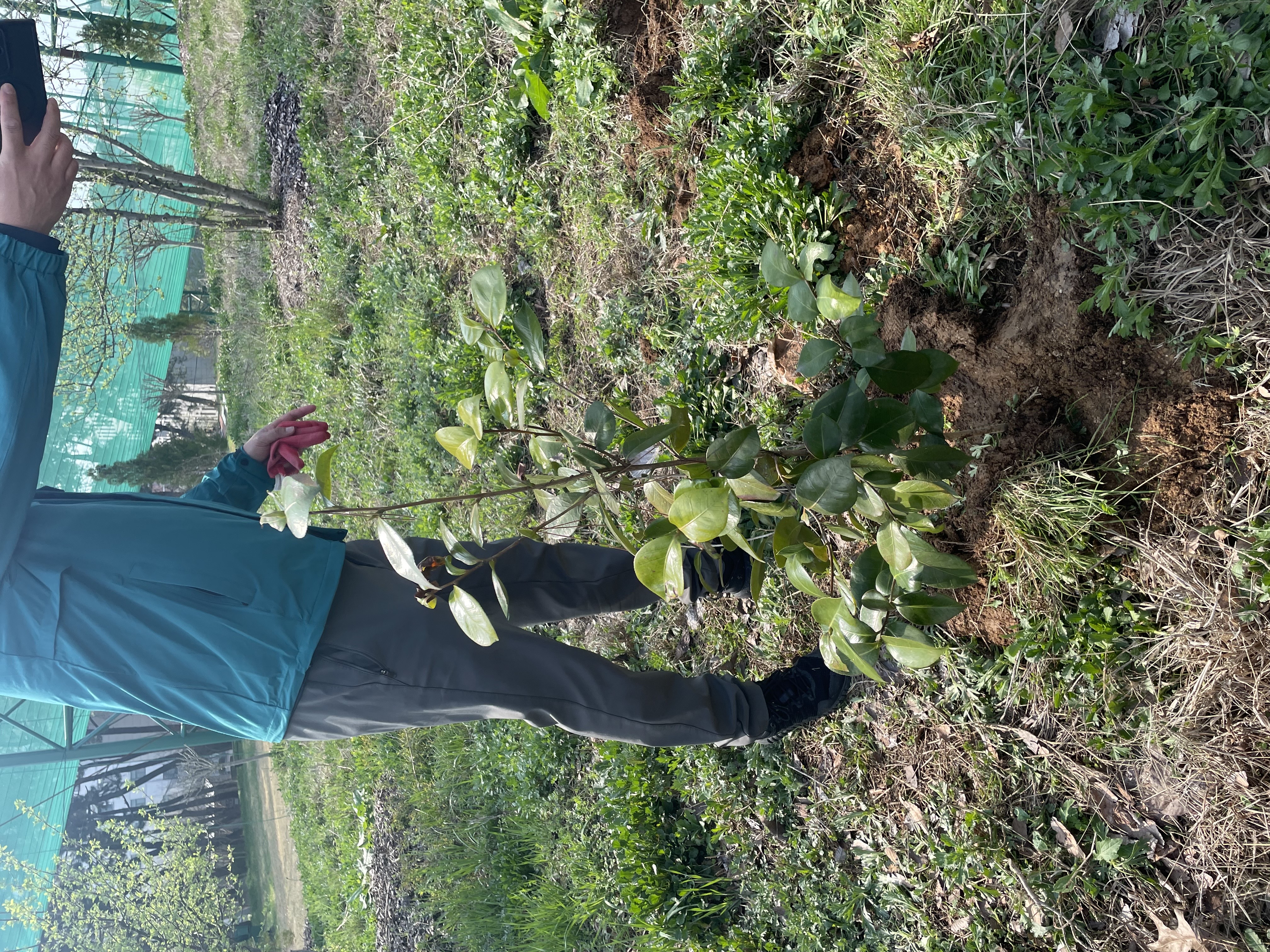 잘 심어진 대학원 나무