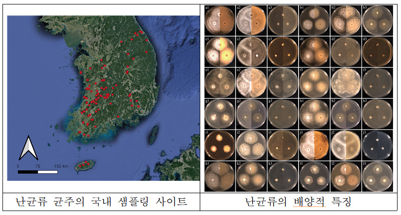 국립군산대 연구진, 담수 난균류 다양성·분류·생태 연구로 세계적 권위 학술지 게재